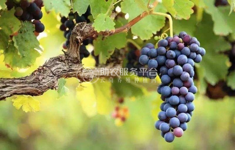 曲靖宣威市宏远葡萄种植中心 供应量5吨图7