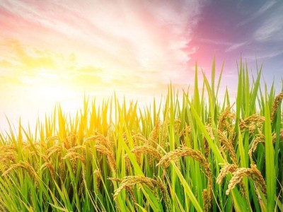 大理市联众水稻种植专业合作社供应量20吨图5
