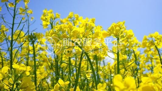 曲靖宣威市吴静油菜花种植中心 供应量18吨图2
