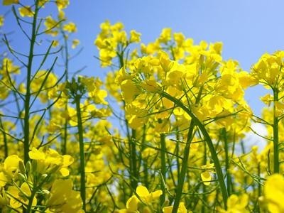 曲靖宣威市吴静油菜花种植中心 供应量18吨图2