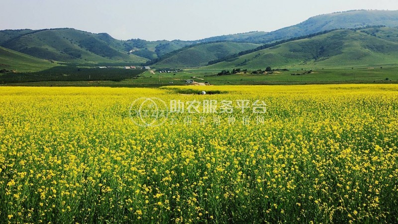 曲靖宣威市吴静油菜花种植中心 供应量18吨图3