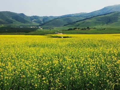 曲靖宣威市吴静油菜花种植中心 供应量18吨图3