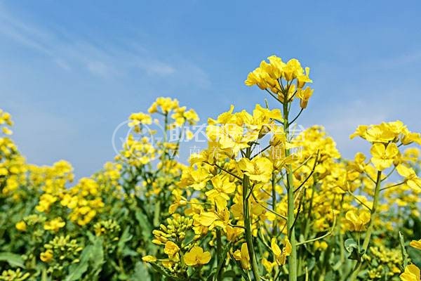曲靖宣威市吴静油菜花种植中心 供应量18吨图1