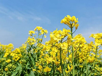 曲靖宣威市吴静油菜花种植中心 供应量18吨