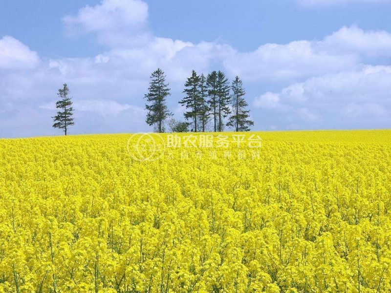 曲靖宣威市吴静油菜花种植中心 供应量18吨图6