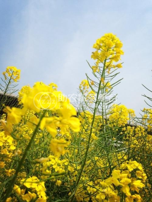 曲靖宣威市吴静油菜花种植中心 供应量18吨图5