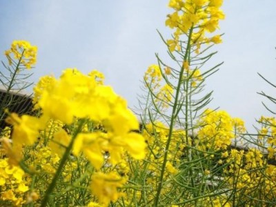 曲靖宣威市吴静油菜花种植中心 供应量18吨图5