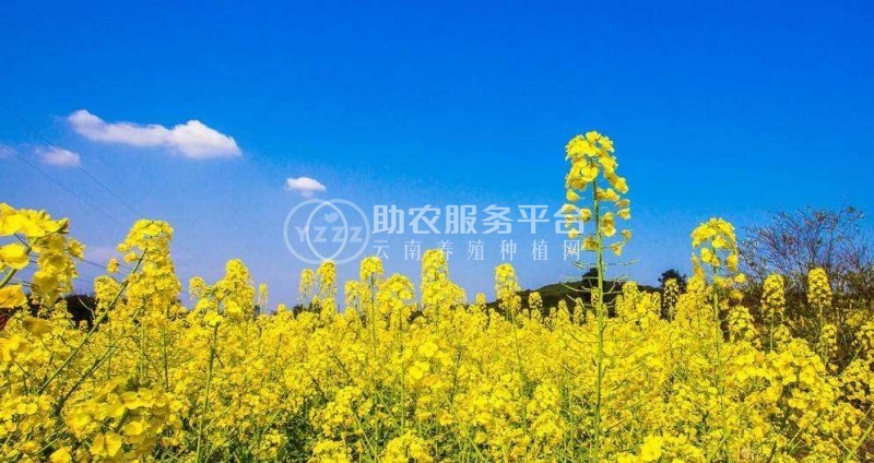 曲靖宣威市吴静油菜花种植中心 供应量18吨图4