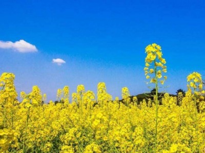 曲靖宣威市吴静油菜花种植中心 供应量18吨图4