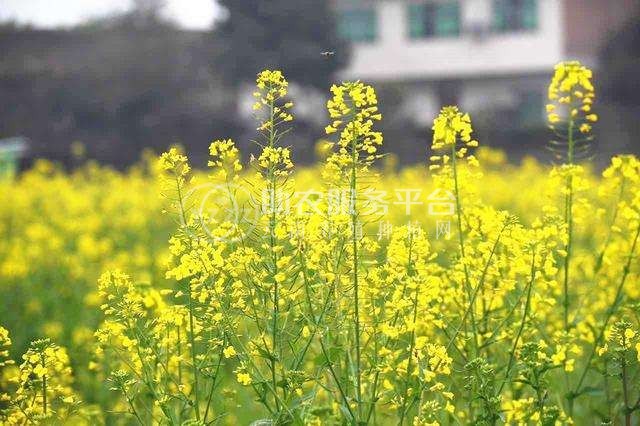 曲靖宣威市吴静油菜花种植中心 供应量18吨图7