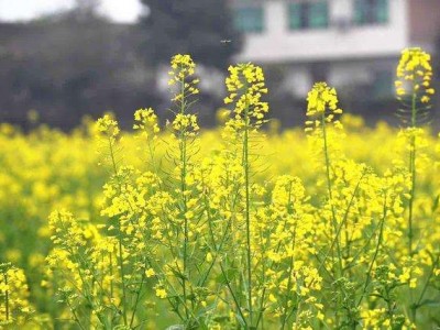 曲靖宣威市吴静油菜花种植中心 供应量18吨图7