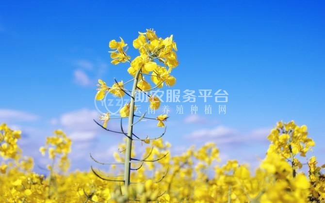 曲靖宣威市吴静油菜花种植中心 供应量18吨图8