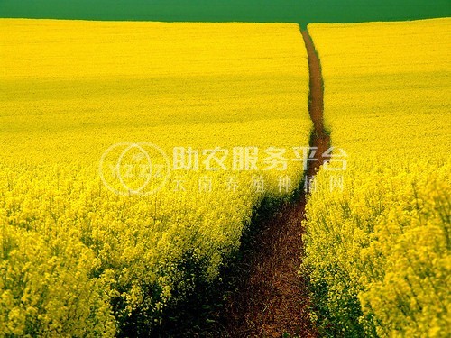 曲靖宣威市吴静油菜花种植中心 供应量18吨图9