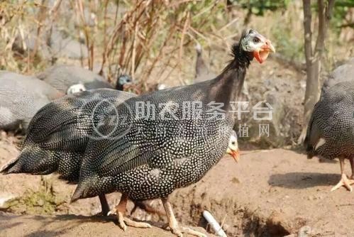 迪庆珍珠鸡养殖基地供应量90万只图3