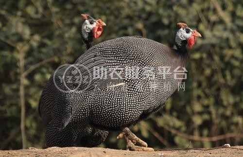 迪庆珍珠鸡养殖基地供应量90万只图2