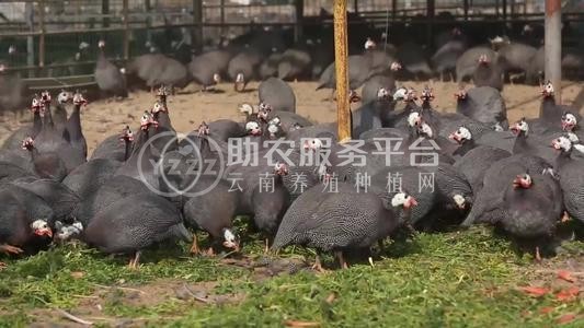迪庆珍珠鸡养殖基地供应量90万只图1