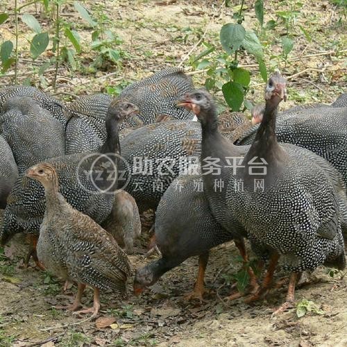 迪庆珍珠鸡养殖基地供应量90万只图5