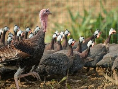 迪庆珍珠鸡养殖基地供应量90万只图6