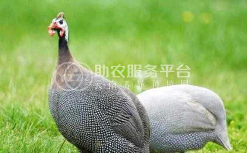 迪庆珍珠鸡养殖基地供应量90万只图8