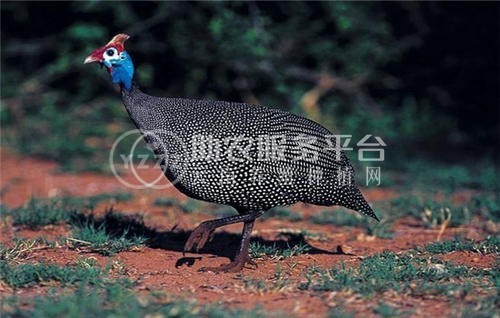 迪庆珍珠鸡养殖基地供应量90万只图4