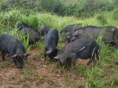 迪庆藏香猪养殖基地供应量9万头图8