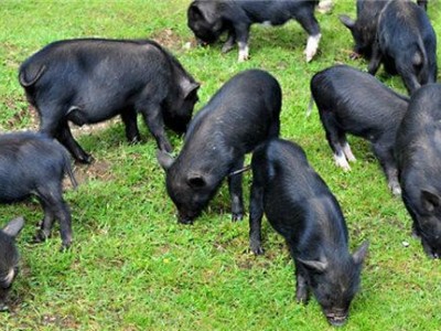 迪庆藏香猪养殖基地供应量9万头图4