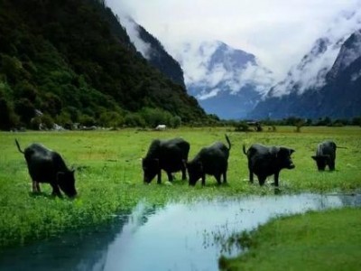 迪庆藏香猪养殖基地供应量9万头图5