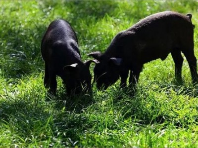 迪庆藏香猪养殖基地供应量9万头图7