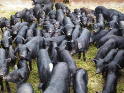 迪庆藏香猪养殖基地供应量9万头图6