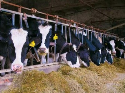迪庆奶牛养殖基地供应量8万头图4