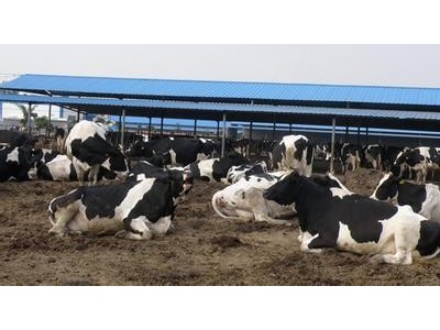 迪庆奶牛养殖基地供应量8万头图2