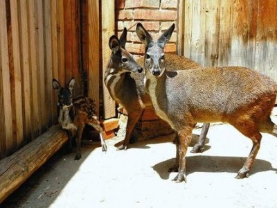 迪庆林麝养殖基地供应量7万头图4