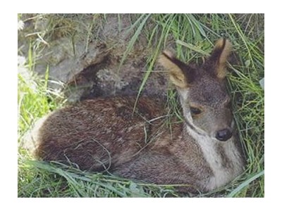 迪庆林麝养殖基地供应量7万头图8