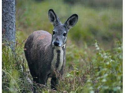 迪庆林麝养殖基地供应量7万头图7