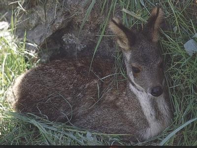 迪庆林麝养殖基地供应量7万头图6
