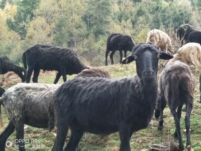 迪庆乌骨羊养殖基地供应量8万头图6