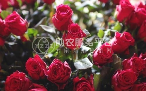 大理市富兴玫瑰花种植养殖合作社供应量1吨图3