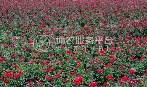 大理市富兴玫瑰花种植养殖合作社供应量1吨图4