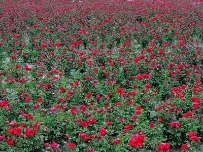 大理市富兴玫瑰花种植养殖合作社供应量1吨图4