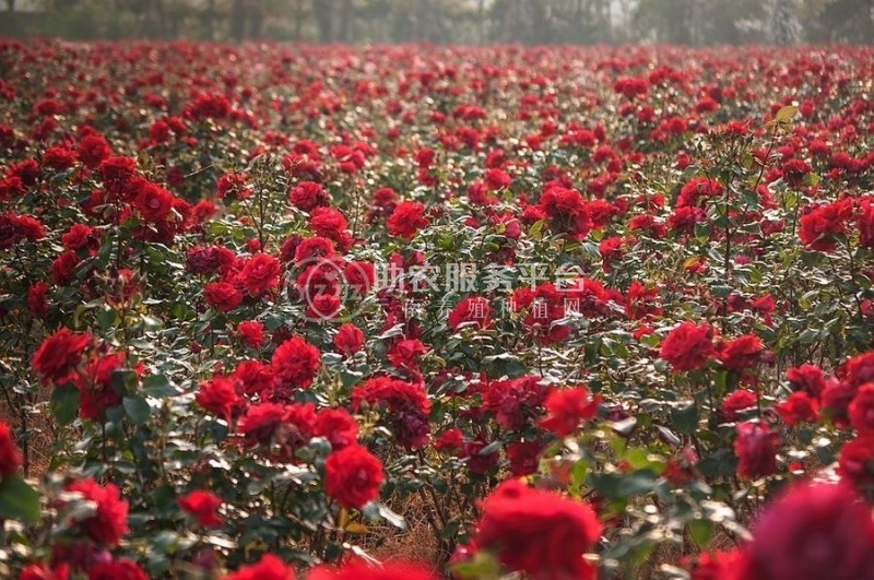 大理市富兴玫瑰花种植养殖合作社供应量1吨图5