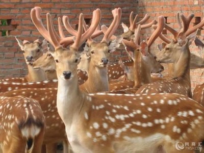 迪庆梅花鹿养殖基地供应量10万头图3