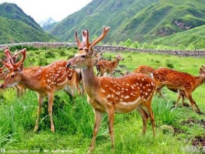 迪庆梅花鹿养殖基地供应量10万头图4