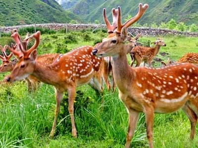 迪庆梅花鹿养殖基地供应量10万头图7