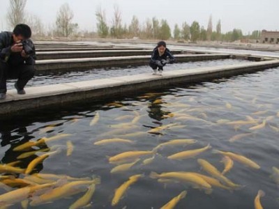 迪庆鱼养殖基地供应量90万条图5
