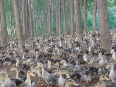 迪庆鸭养殖基地供应量9万只图7