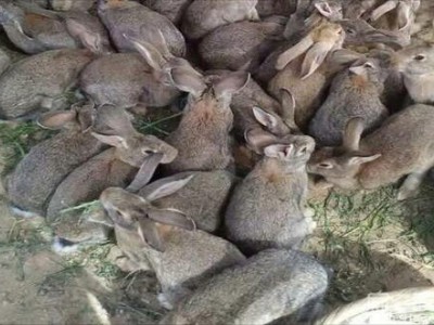 迪庆兔养殖基地供应量9万只图3