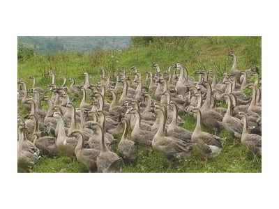 迪庆鹅养殖基地供应量9万只图8