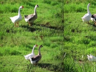 迪庆鹅养殖基地供应量9万只图2