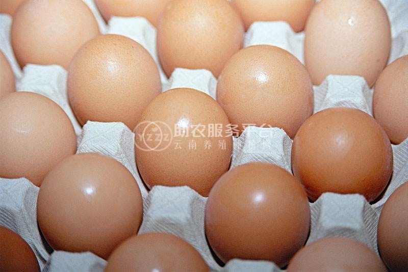 大理市自立蛋鸡养殖专业合作社供应量10000枚图5