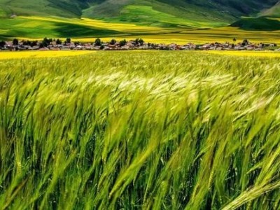 迪庆青稞种植基地供应量900吨图2